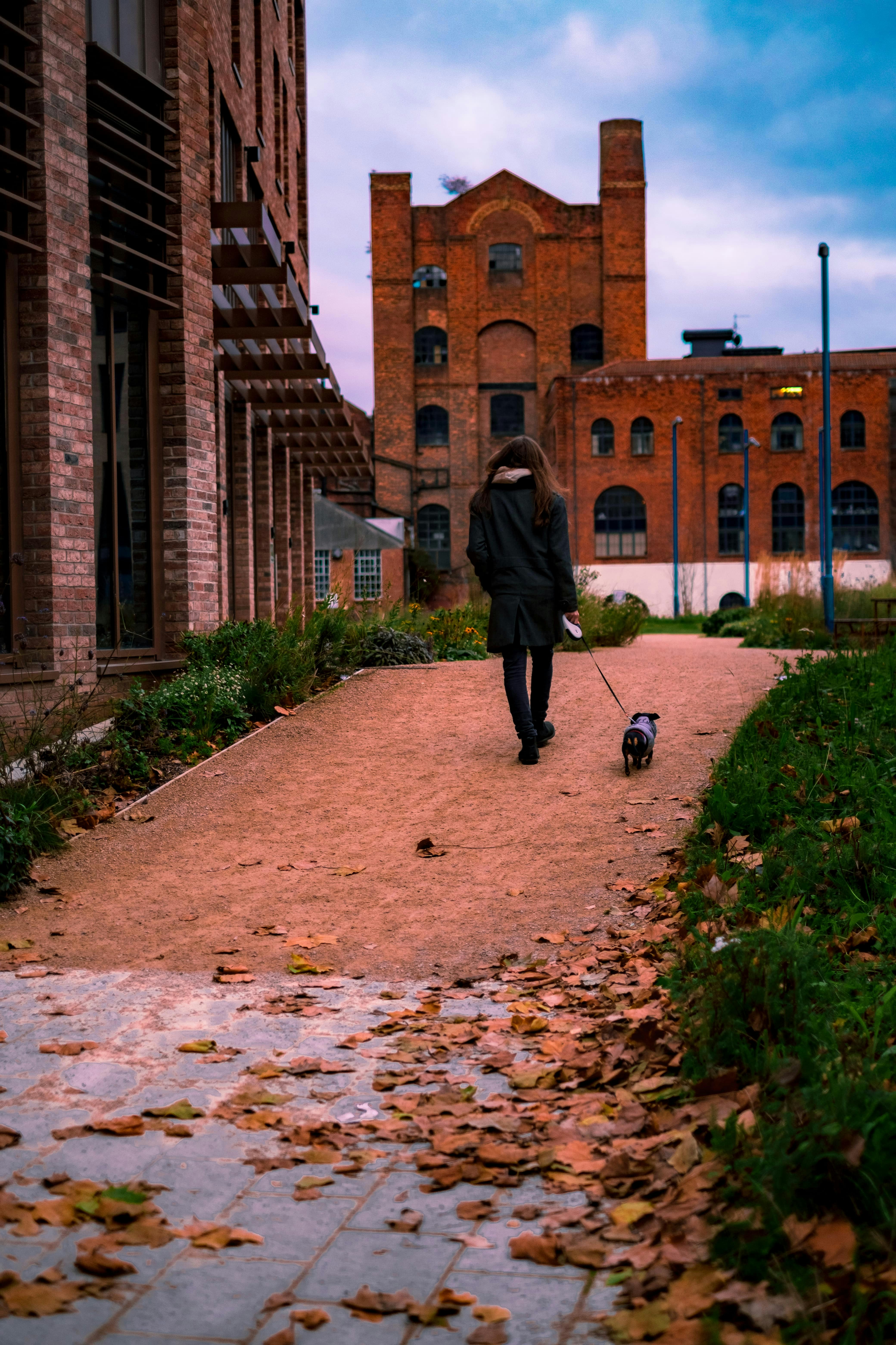 una persona paseando a un perro con una correa