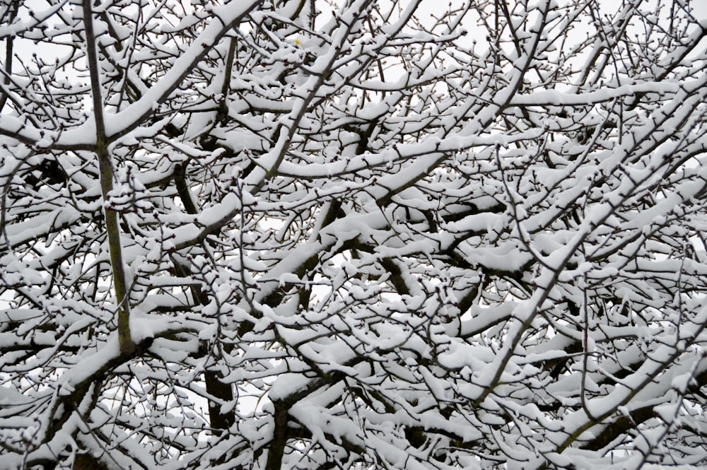 ein schneebedeckter Baum mit vielen Ästen