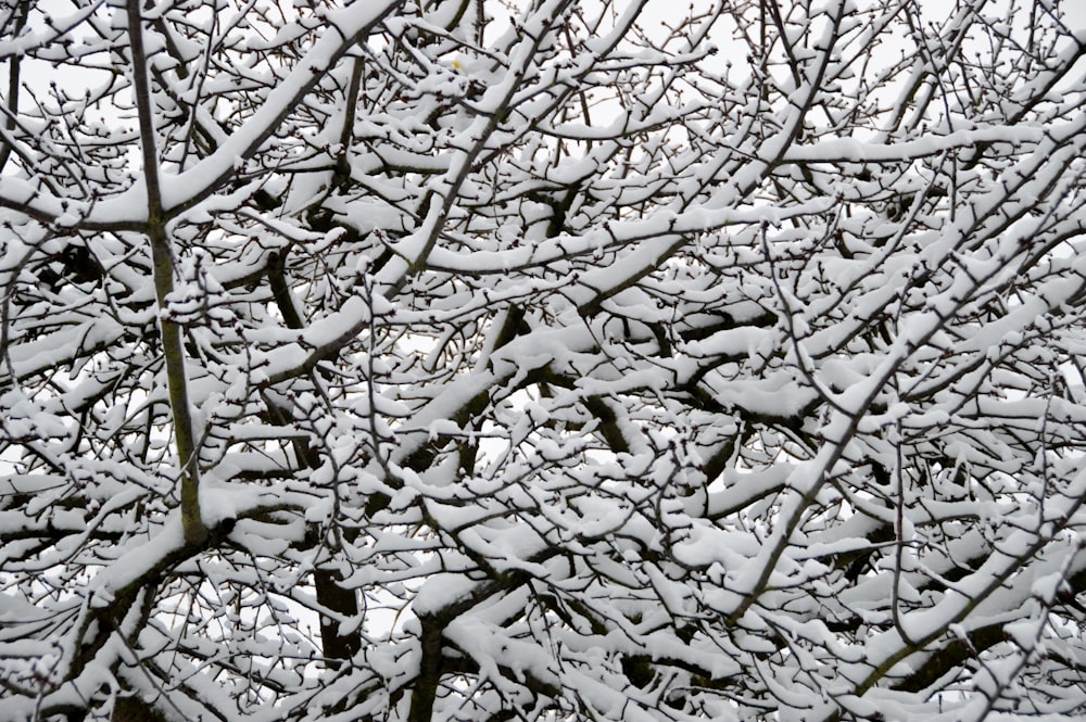 a tree covered in snow with lots of branches