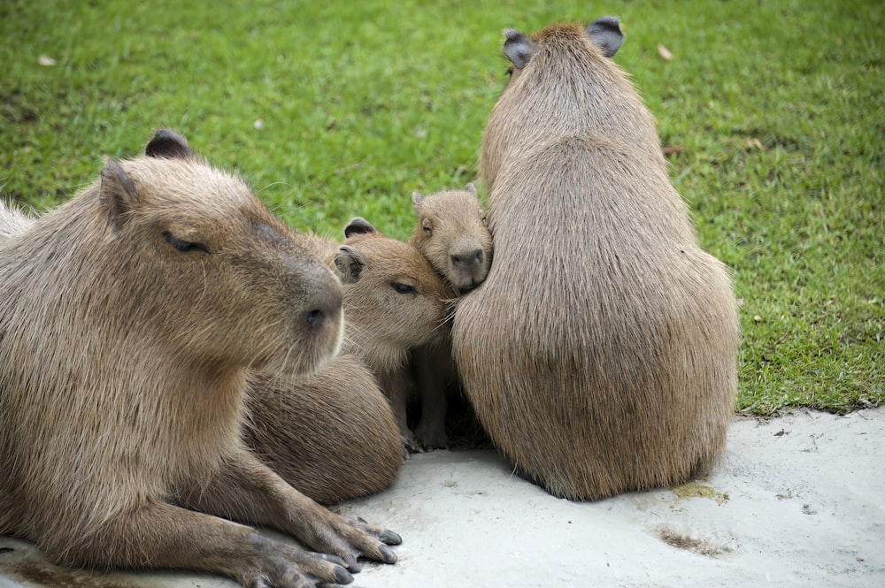 a group of baboons sitting on top of a lush green field