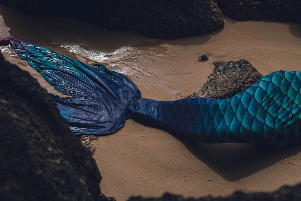 une queue de sirène bleue posée au sommet d’une plage de sable