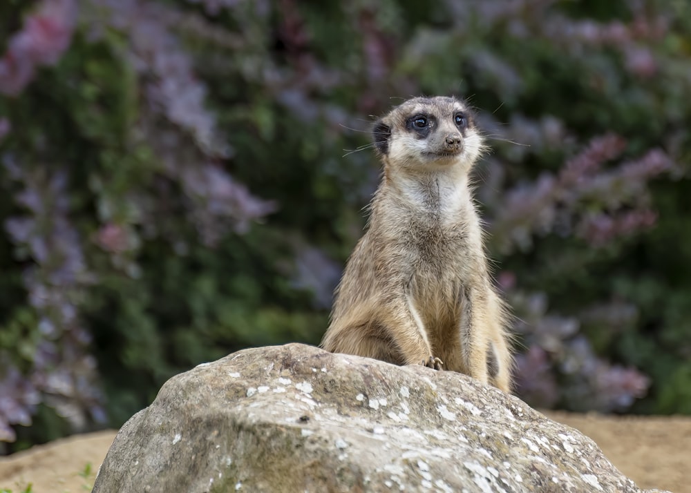 a meerkat standing on top of a large rock