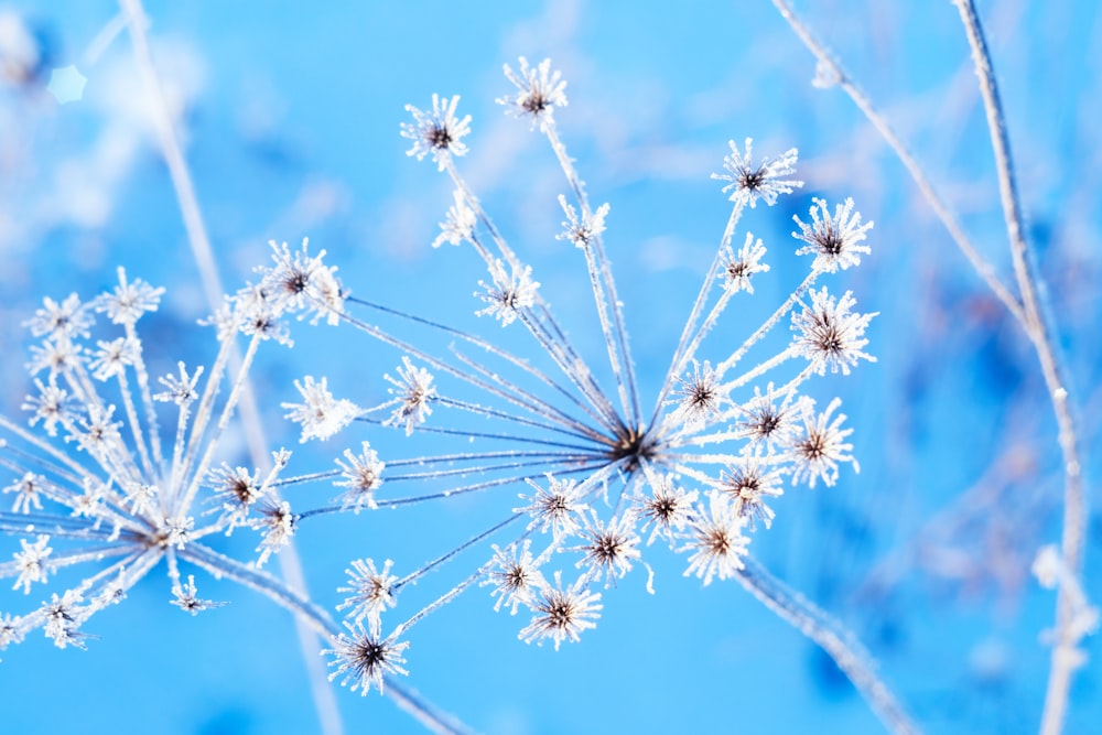 a close up of a plant with snow on it