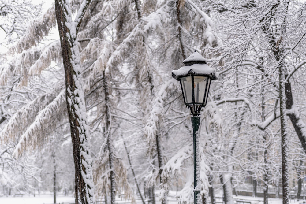 a lamp post in a snowy park with trees