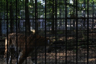 A tiger is visible behind a mesh fence, walking in a forest-like enclosure. The area is shaded with trees and the ground is covered with fallen leaves and branches. Sunlight filters through the tree canopy, casting dappled light on the scene.