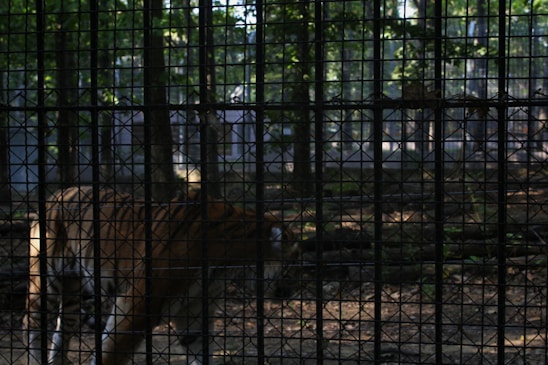 A tiger is visible behind a mesh fence, walking in a forest-like enclosure. The area is shaded with trees and the ground is covered with fallen leaves and branches. Sunlight filters through the tree canopy, casting dappled light on the scene.