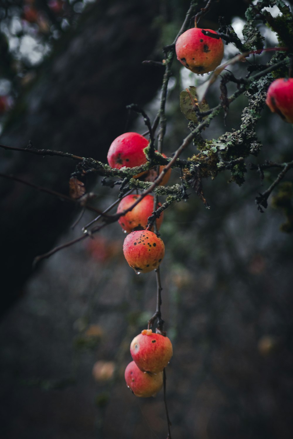 a bunch of fruit hanging from a tree