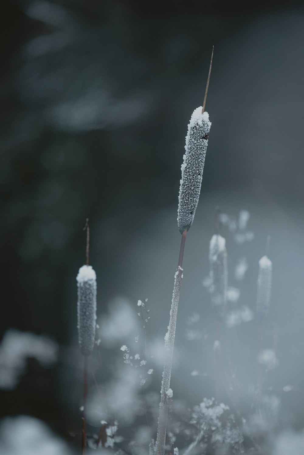 a close up of a plant with snow on it