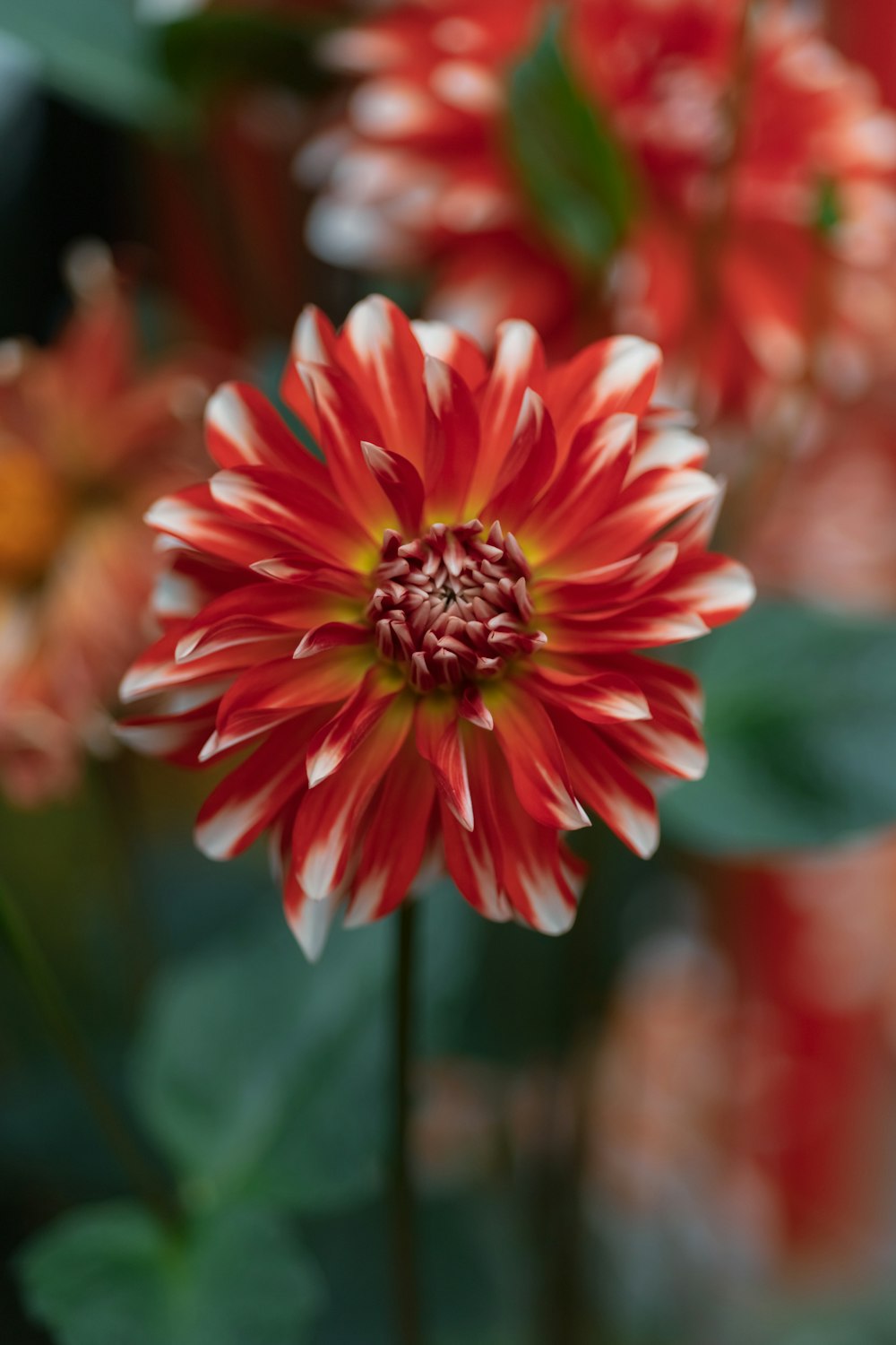 um close up de uma flor vermelha e branca