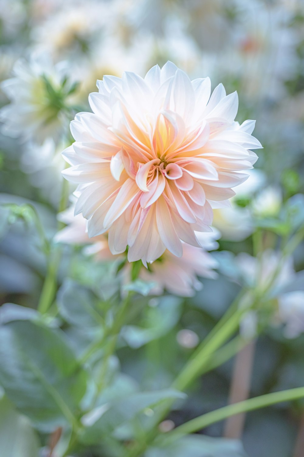 a close up of a pink flower in a field