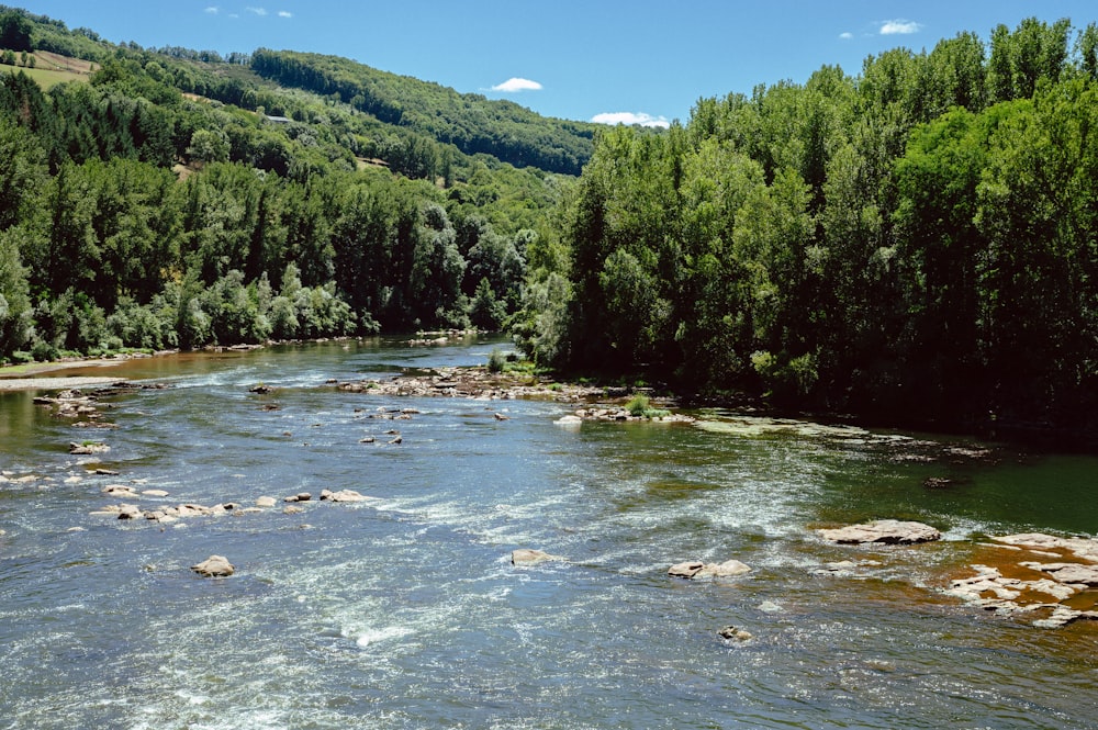 a river running through a lush green forest