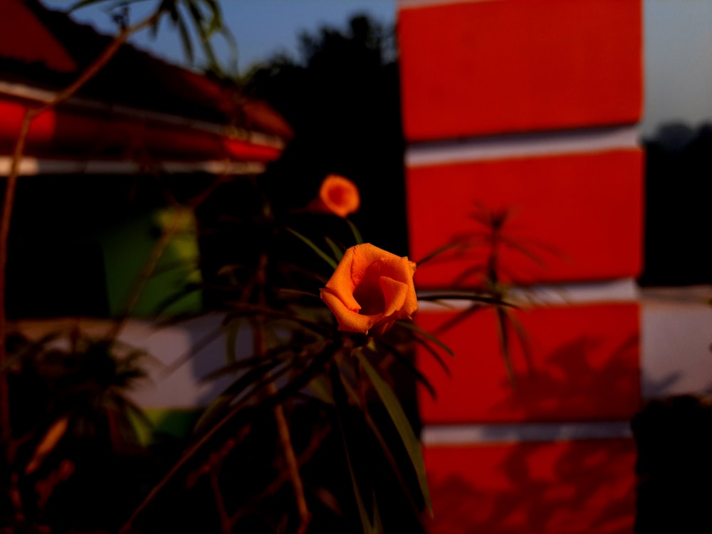 an orange flower in front of a red and white wall