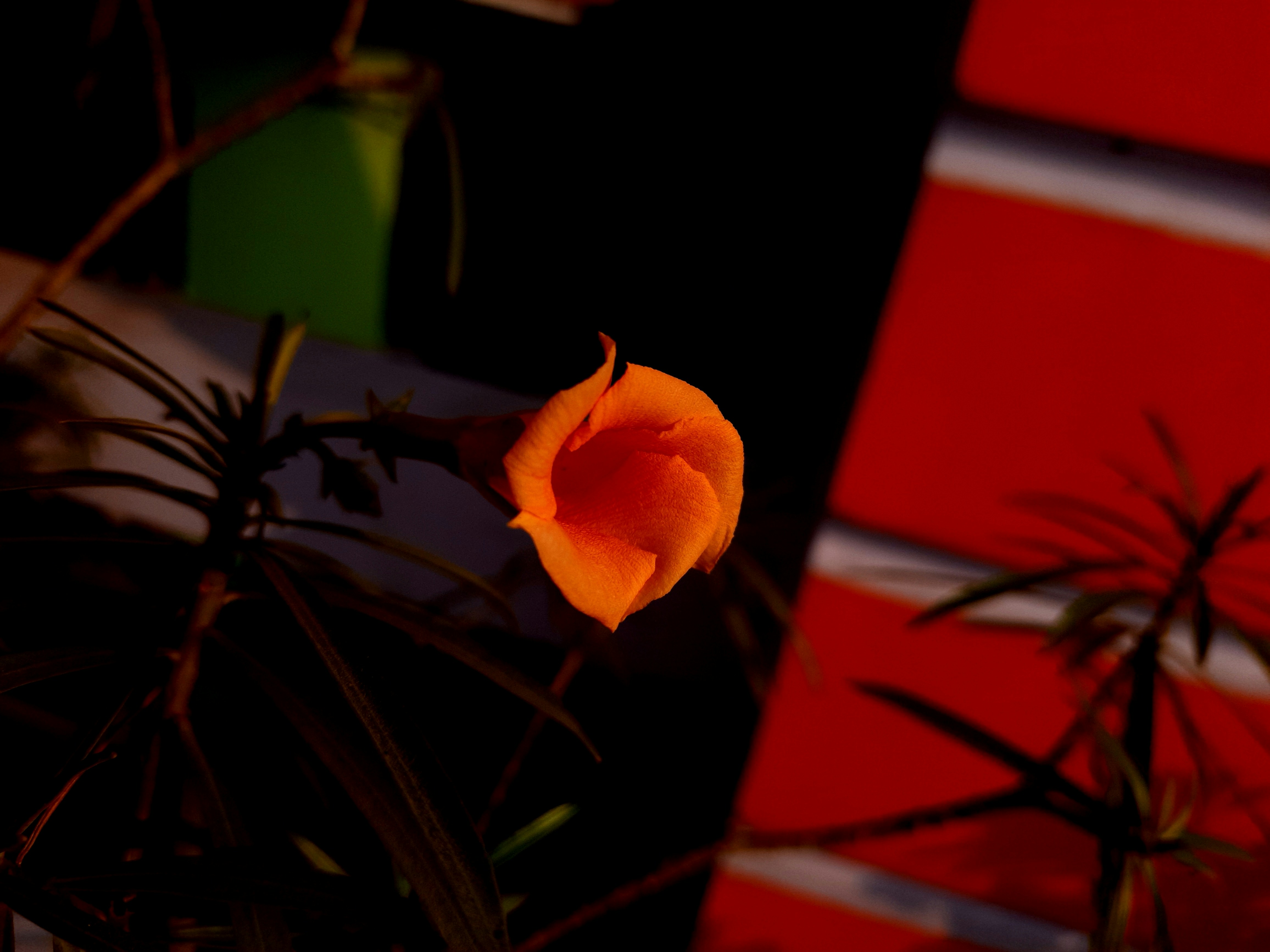 Orange flower