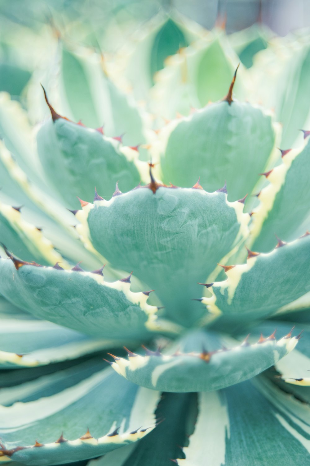 a close up of a large green plant