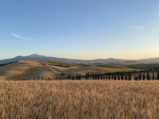 A serene California landscape with rolling hills and cannabis fields.