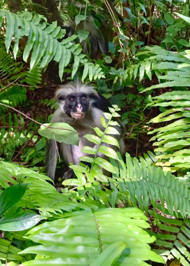 A lush green forest with a curious orangutan peeking through the leaves.