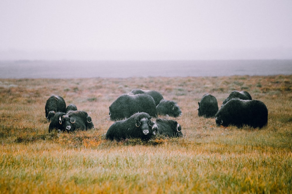 a herd of sheep grazing on a lush green field