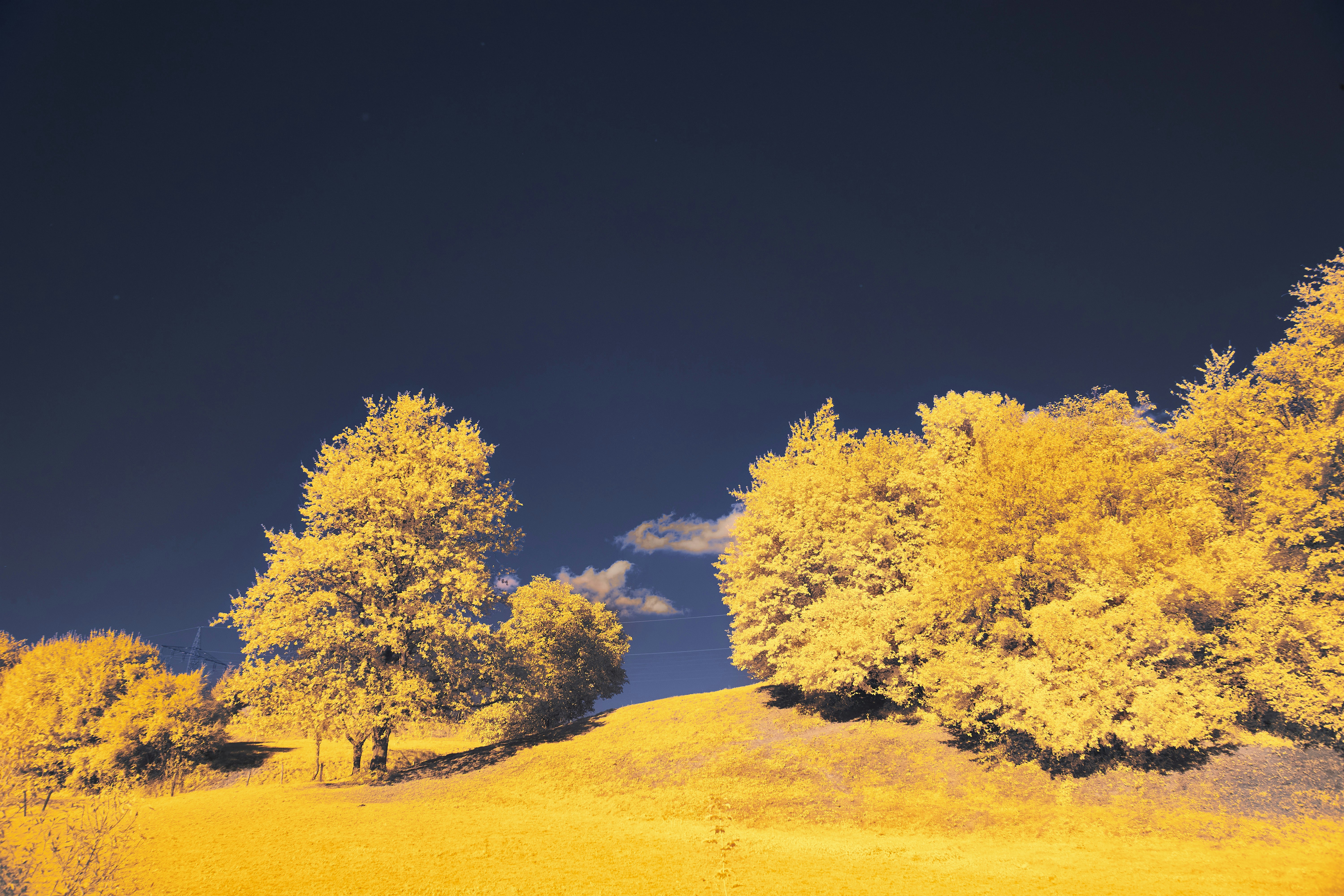 Photo by wolfgang_hasselmann