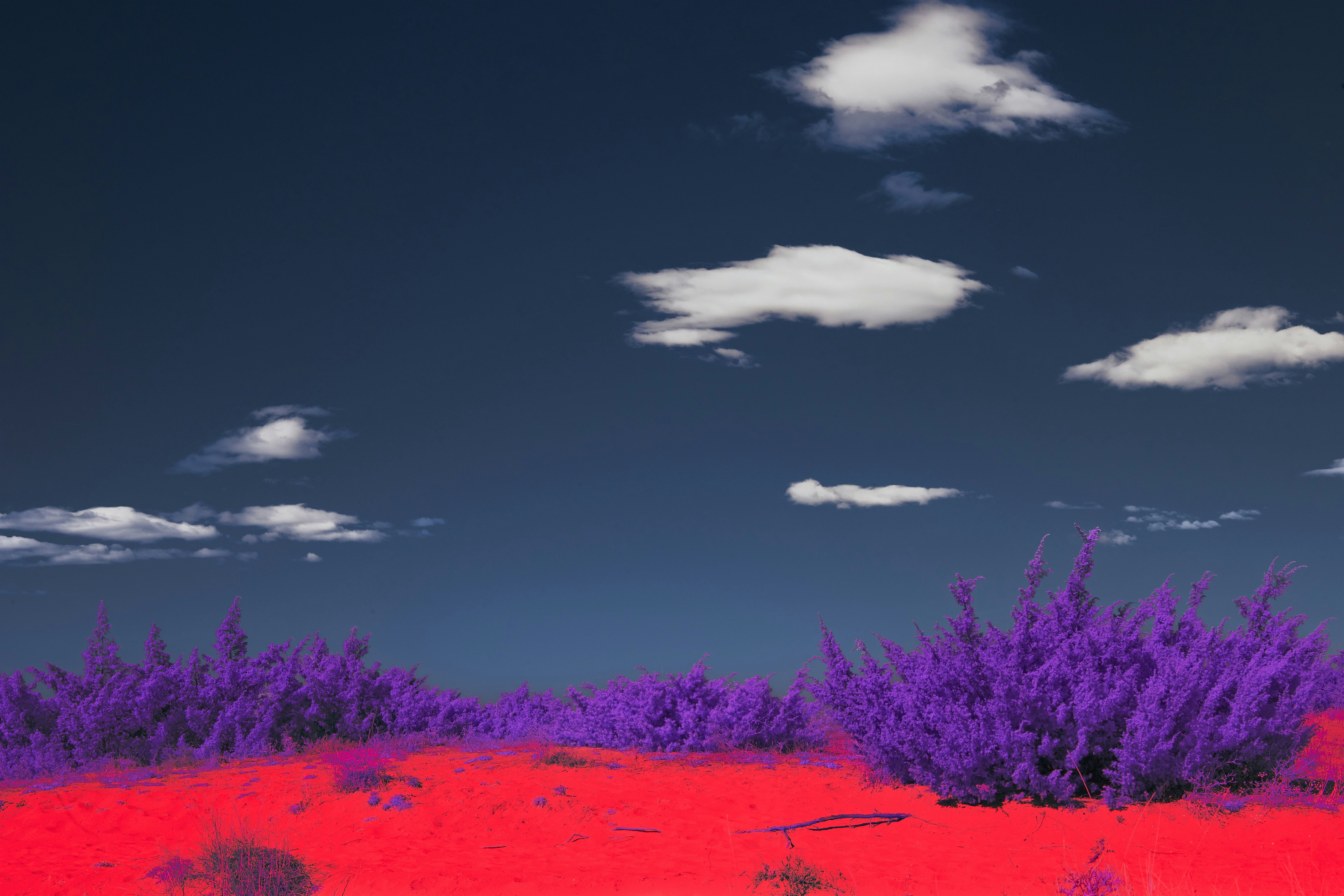 Photo by wolfgang_hasselmann