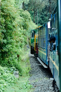 a train traveling through a lush green forest