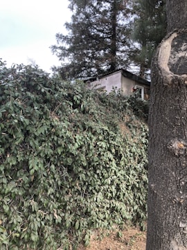 Before photo of dense brush and overgrown trees ready for clearing