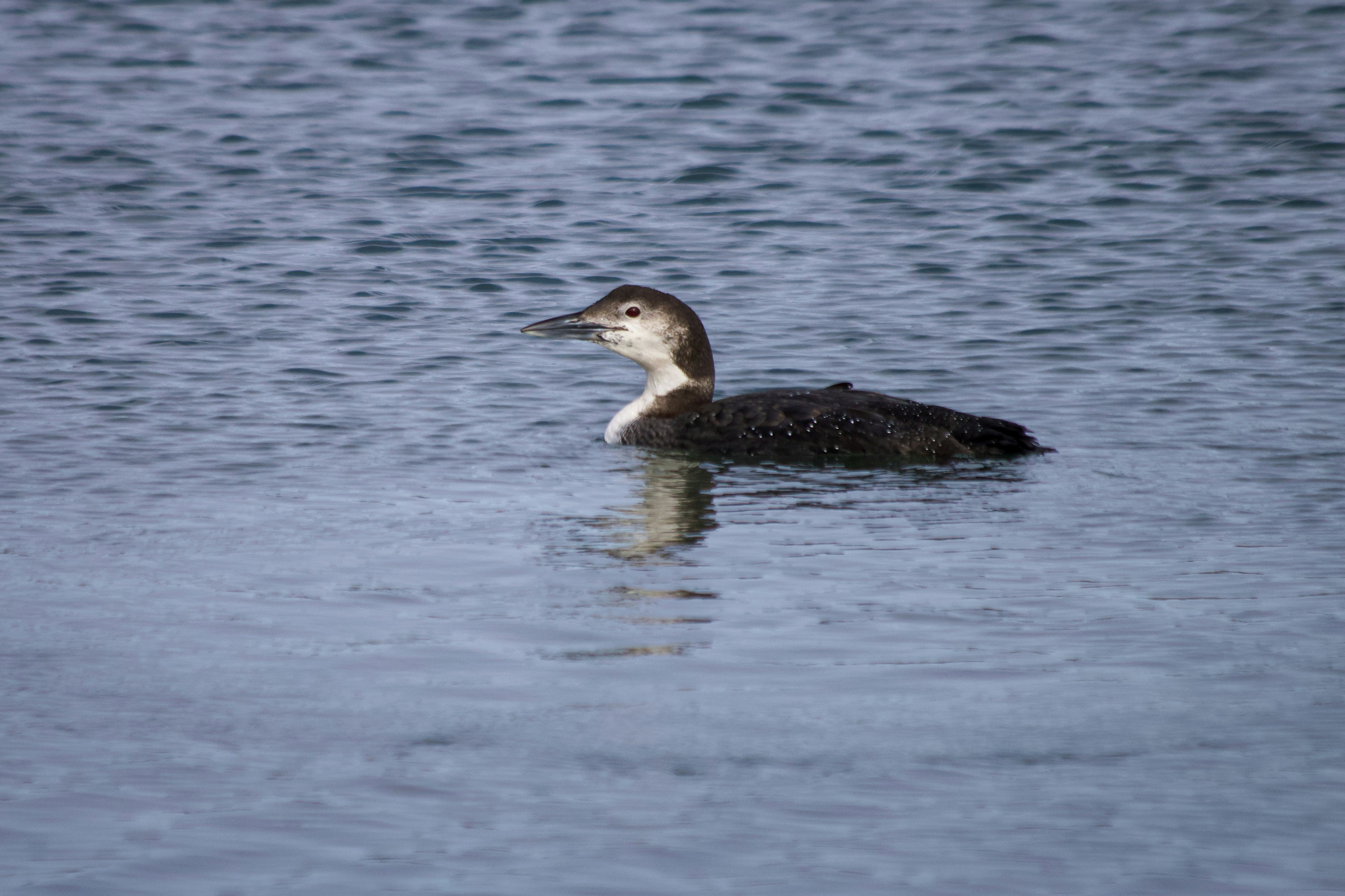 a duck floating on top of a body of water, A common loon in winter plumage hunts in coastal Maine. Loons migrate to the coast during winter when the Northern lakes freeze over. Loons require open water to hunt and thrive. Their winter plumage is a dull gray for both adults, and juveniles.