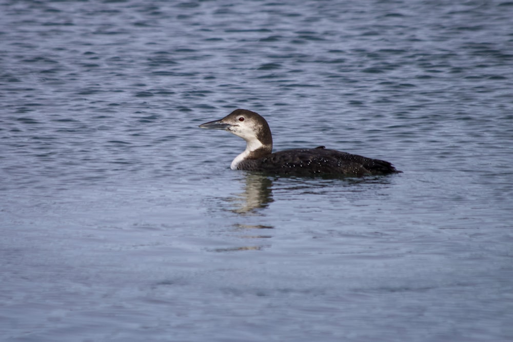 Eine Ente, die auf einem Gewässer schwimmt