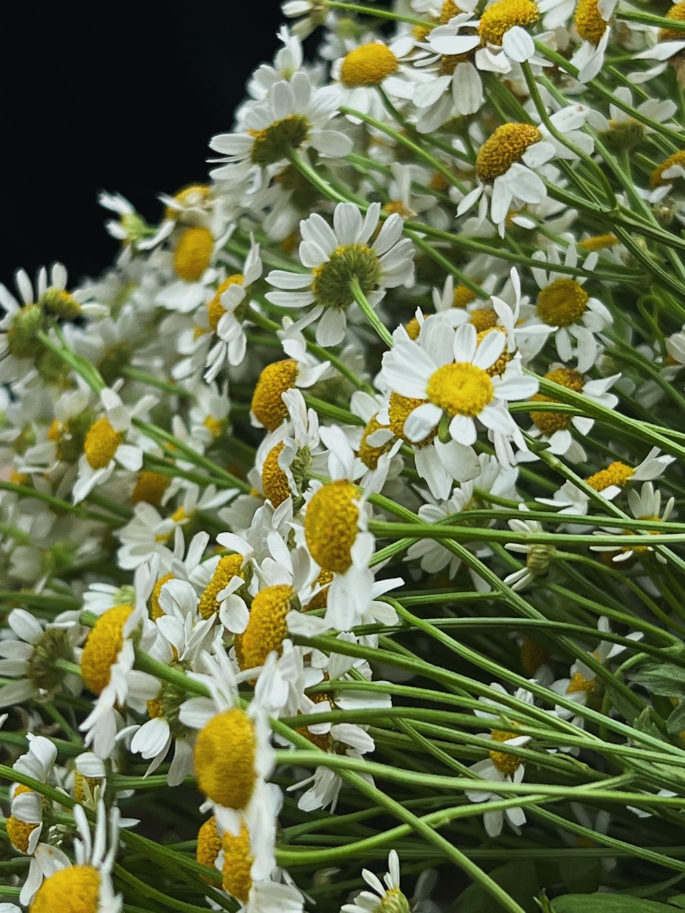 a bunch of white and yellow flowers with green stems