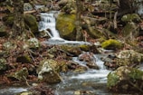 A serene forest stream flows over moss-covered rocks, surrounded by fallen leaves and trees. The water cascades gently, creating a soothing and natural ambiance.