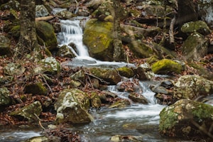 A serene forest stream flows over moss-covered rocks, surrounded by fallen leaves and trees. The water cascades gently, creating a soothing and natural ambiance.