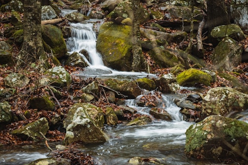 A serene forest stream flows over moss-covered rocks, surrounded by fallen leaves and trees. The water cascades gently, creating a soothing and natural ambiance.