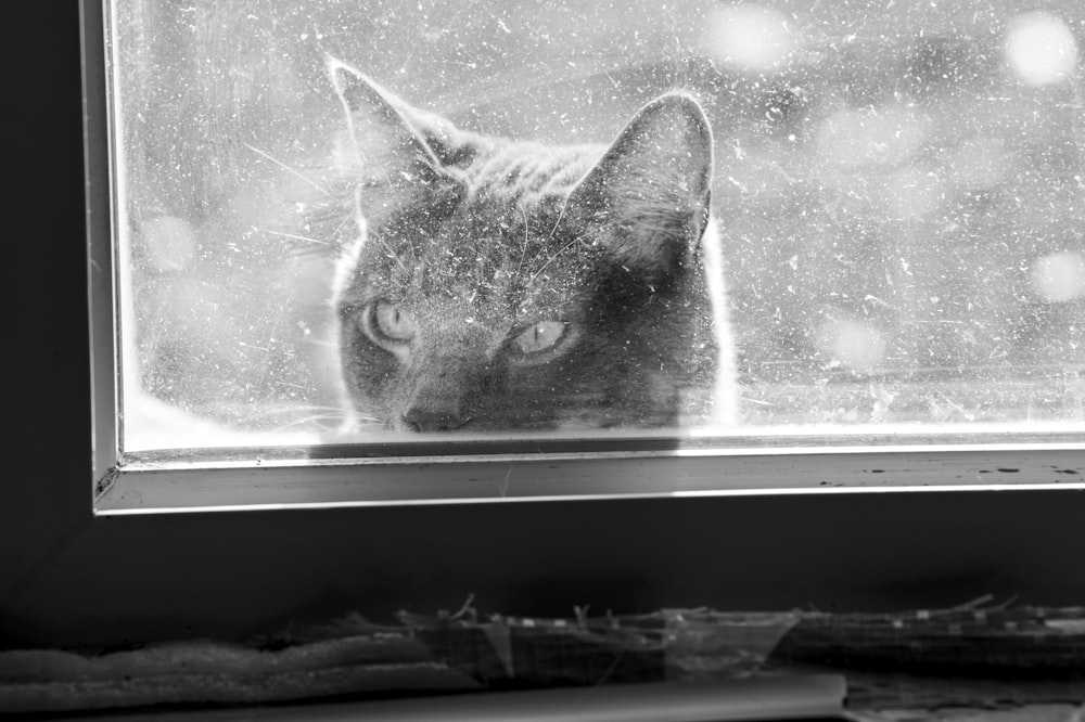 a black and white photo of a cat looking out a window