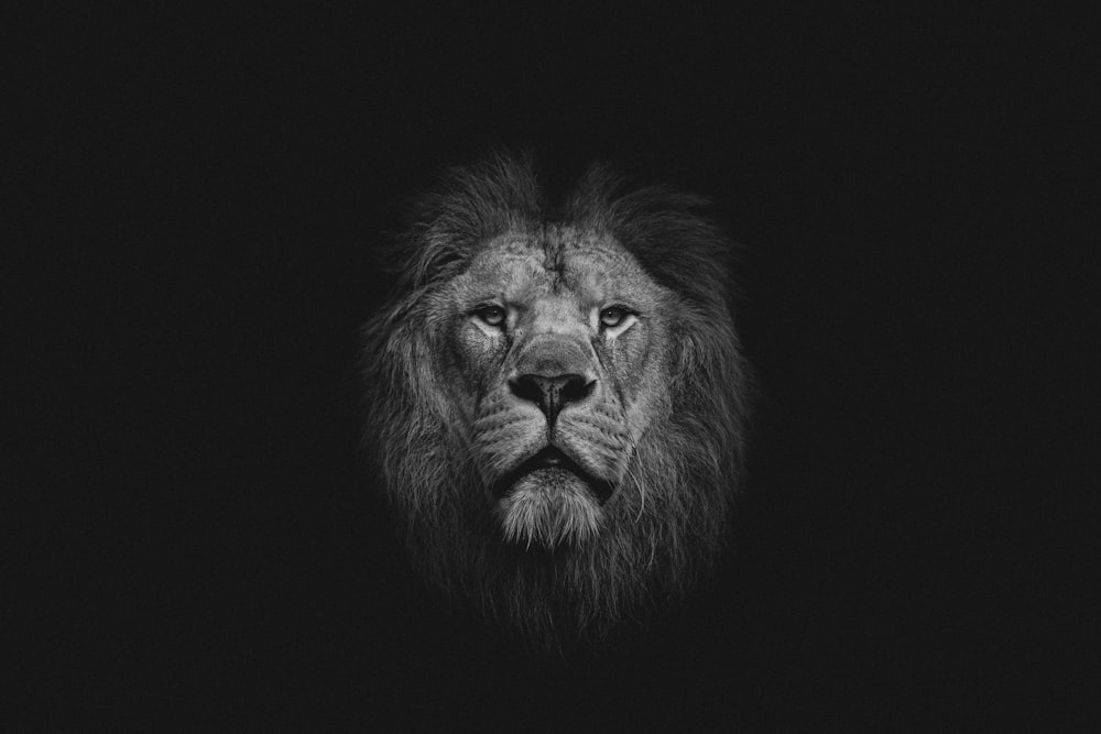 a black and white photo of a lion