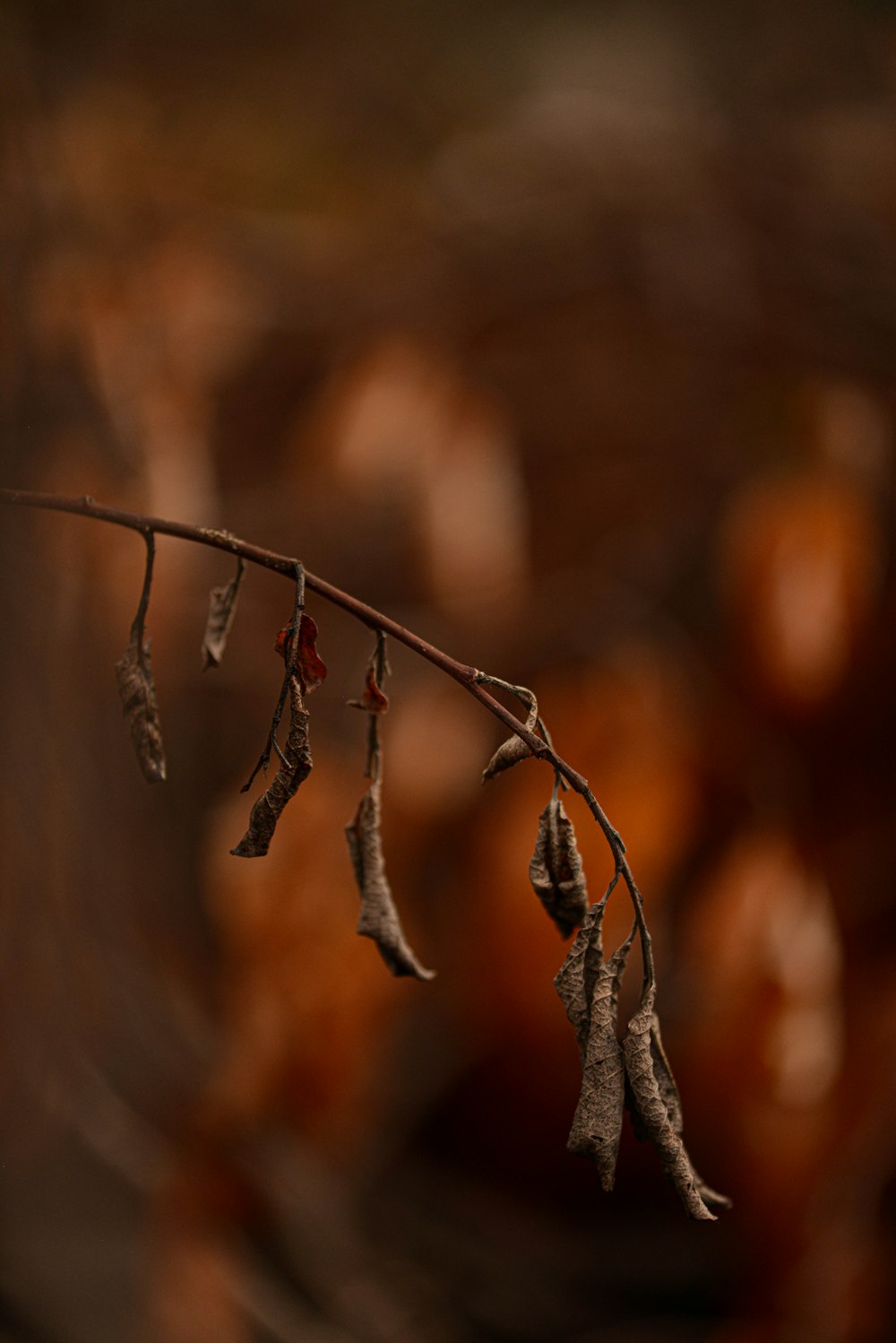 a close up of a branch with leaves