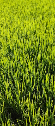 A vibrant roll of lush green Korean lawn grass unrolled on a sunny garden patio.