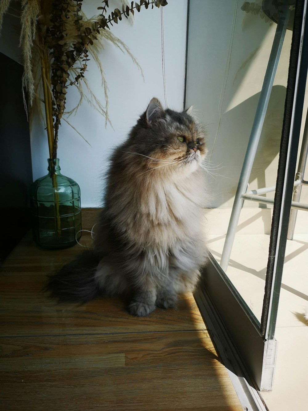 um gato fofo sentado em um chão de madeira ao lado de uma janela