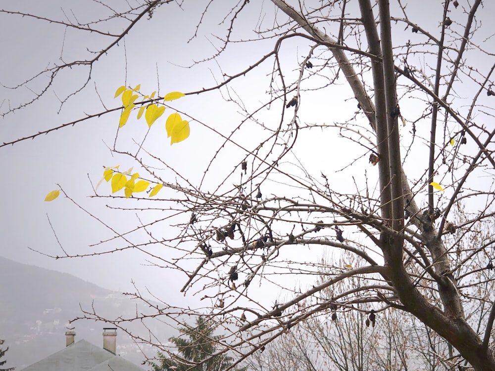 a tree with yellow leaves and a house in the background