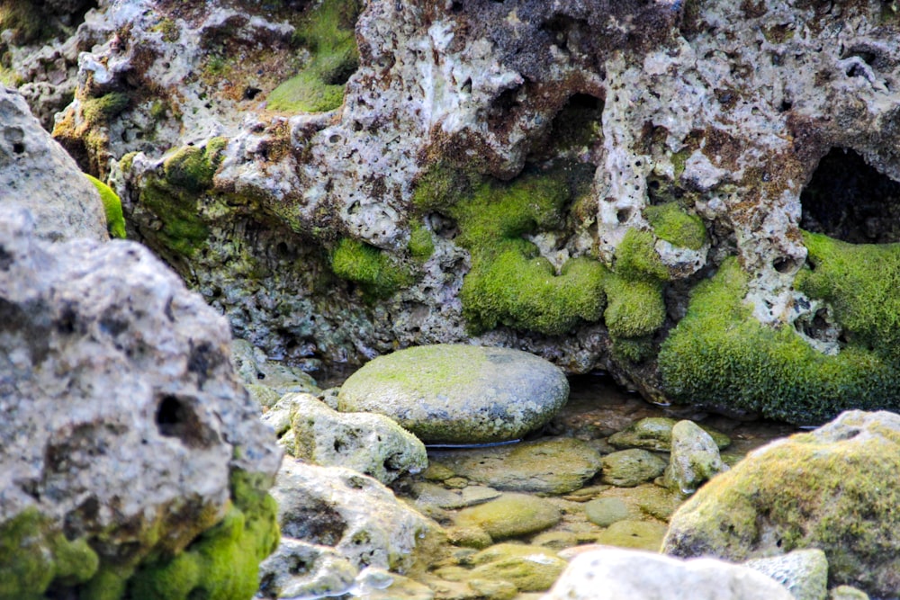 a close up of a rock with moss growing on it