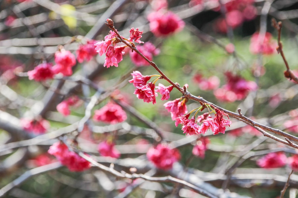 pink flowers are blooming on a tree branch