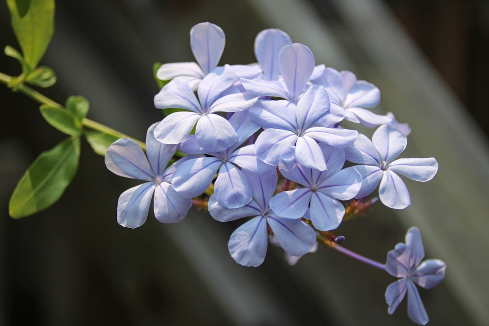 Gros plan d’un bouquet de fleurs bleues