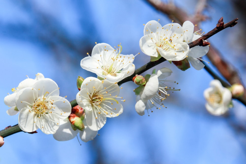 a branch of a tree with white flowers