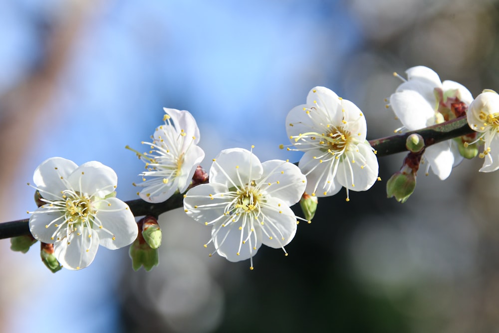 a close up of a branch with white flowers