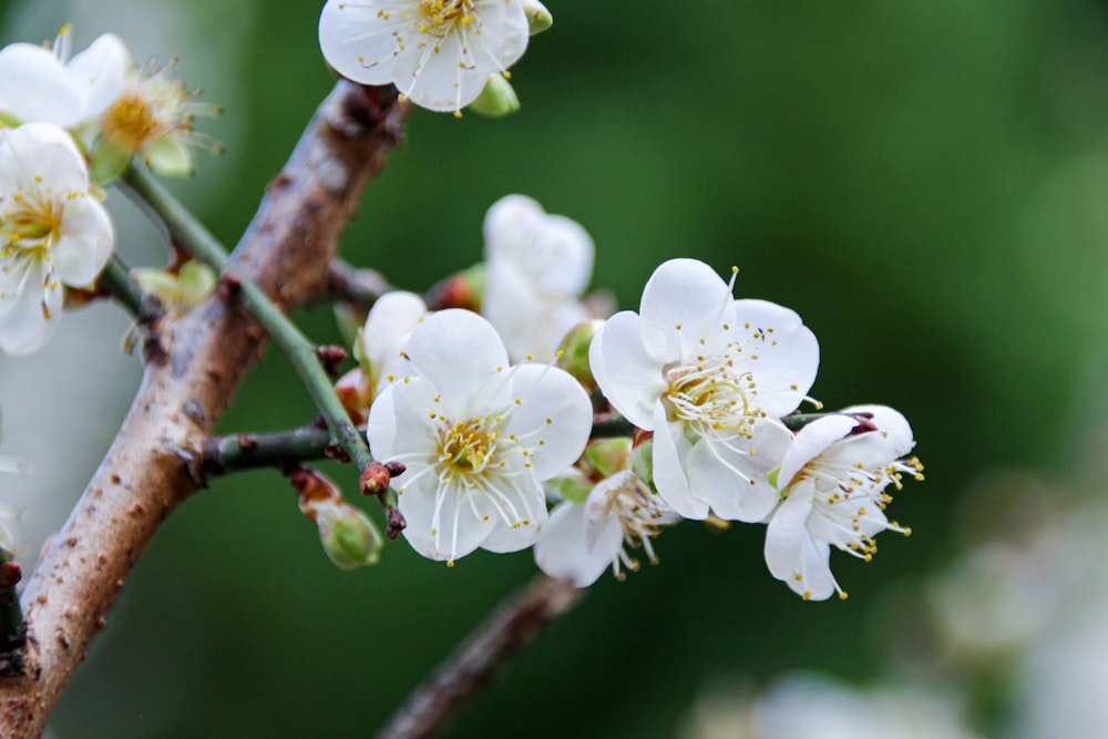 a branch of a tree with white flowers