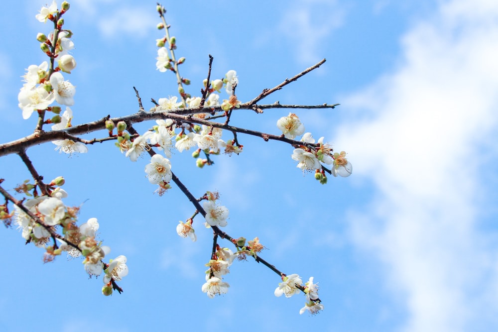 a tree branch with white flowers against a blue sky