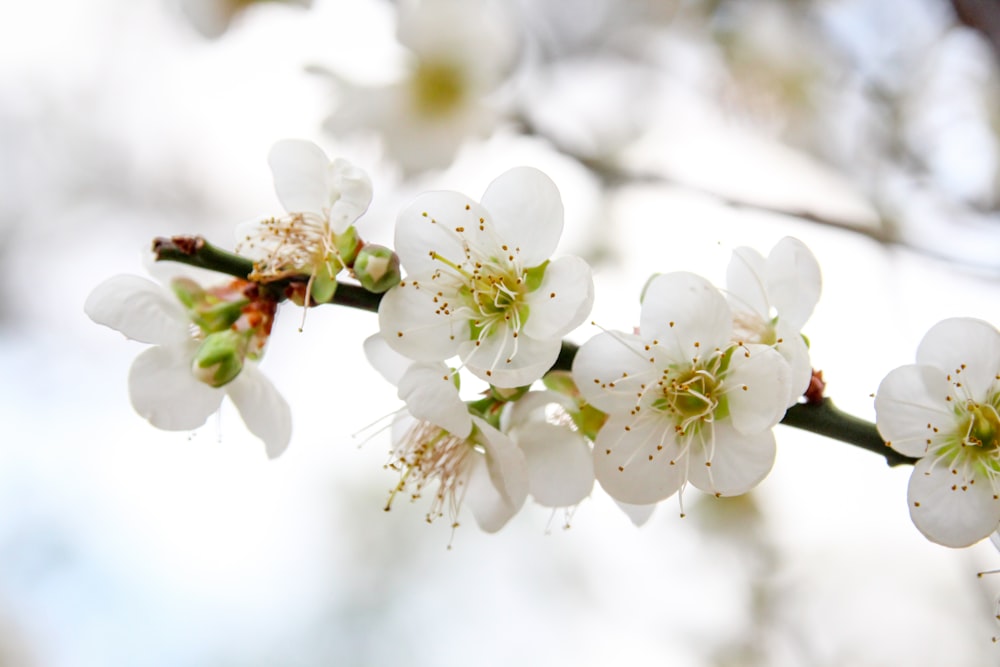 a branch of a tree with white flowers