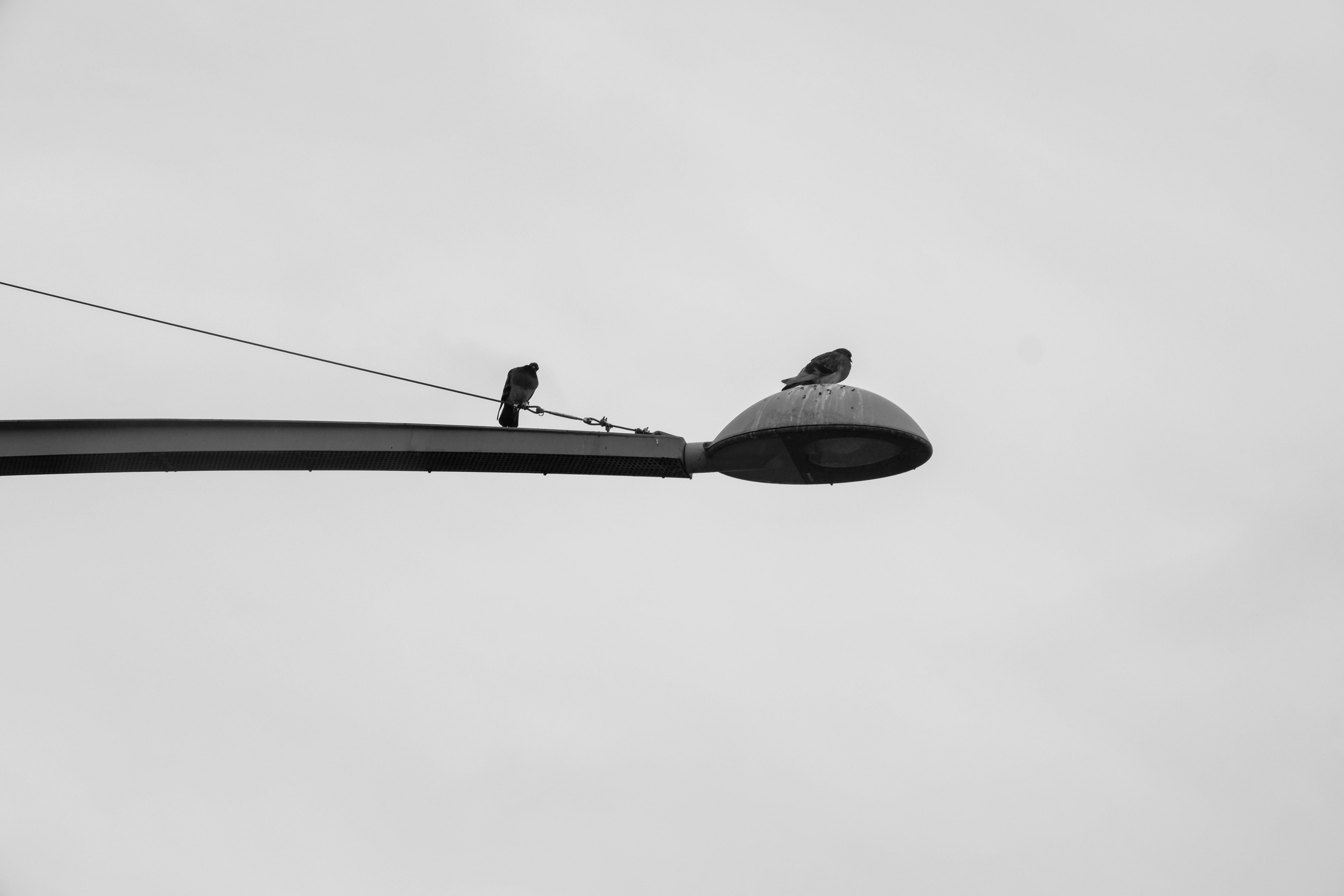 two birds sitting on top of a street light