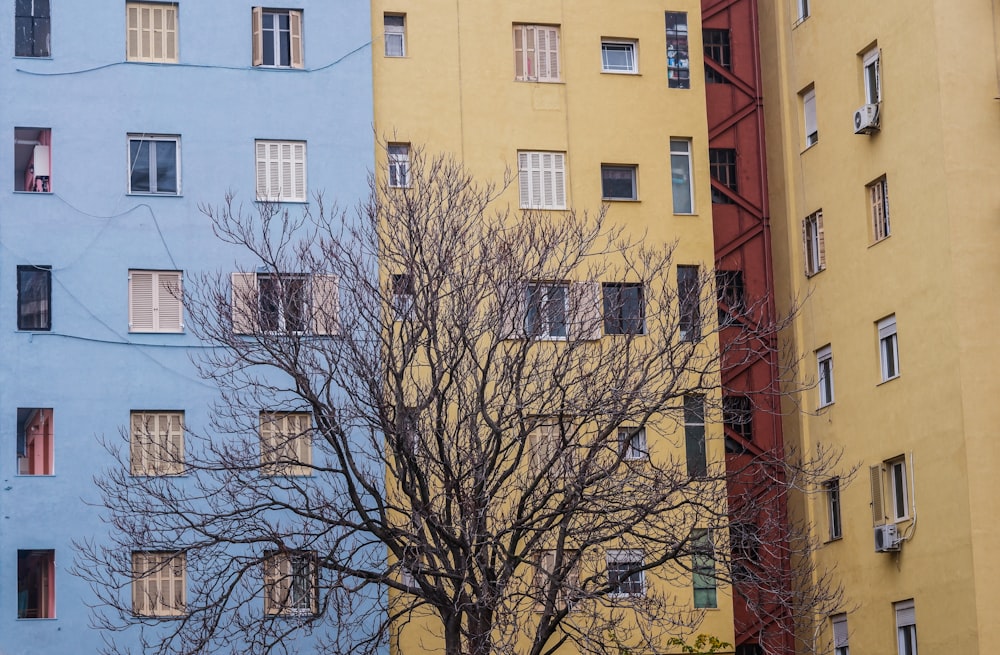 a tree in front of a multi - colored building