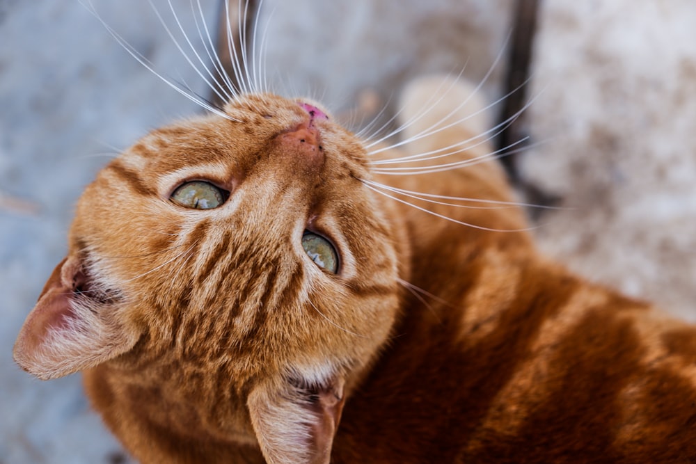 a close up of a cat looking up at something