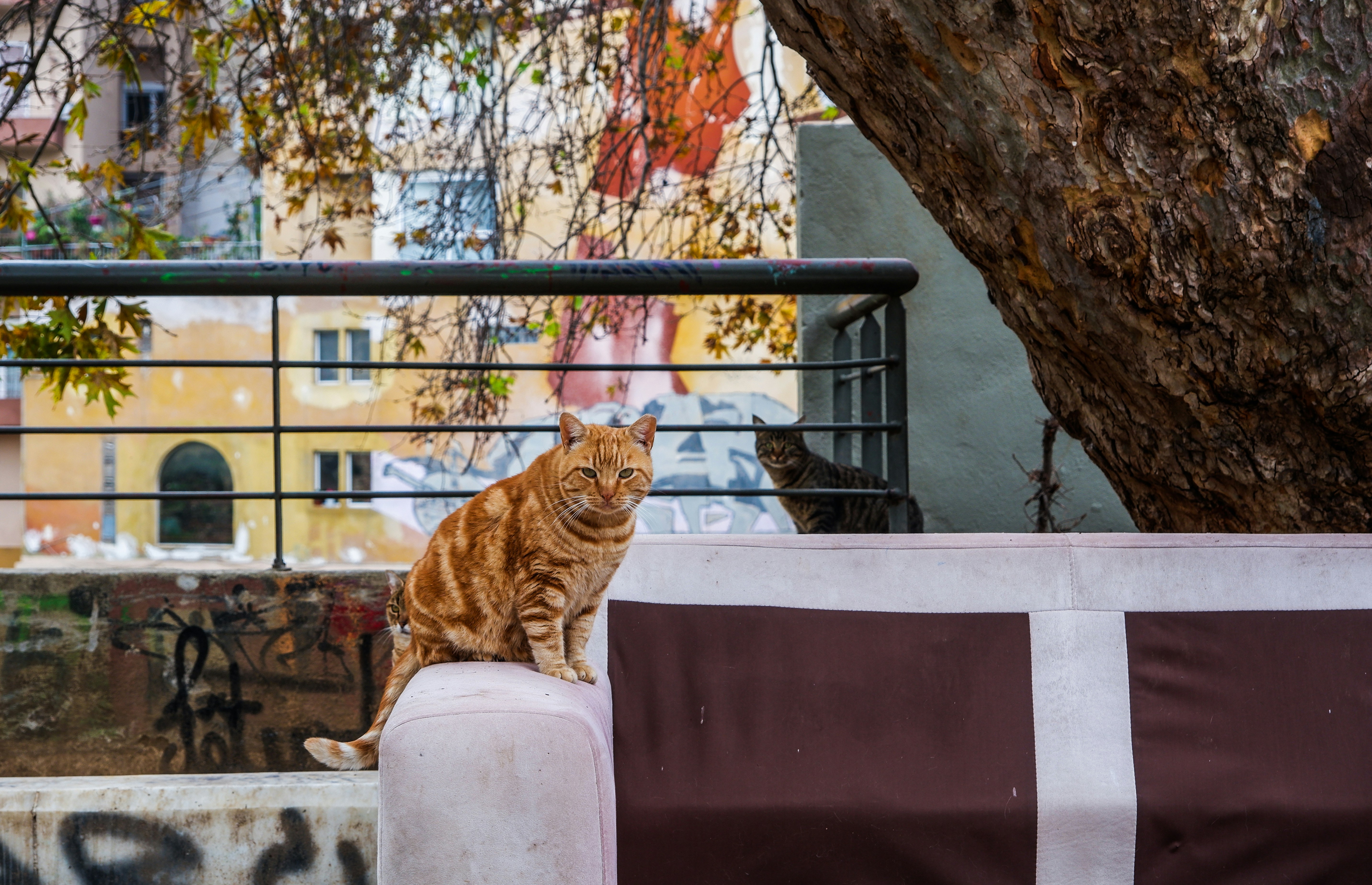 a cat sitting on top of a cement block next to a tree