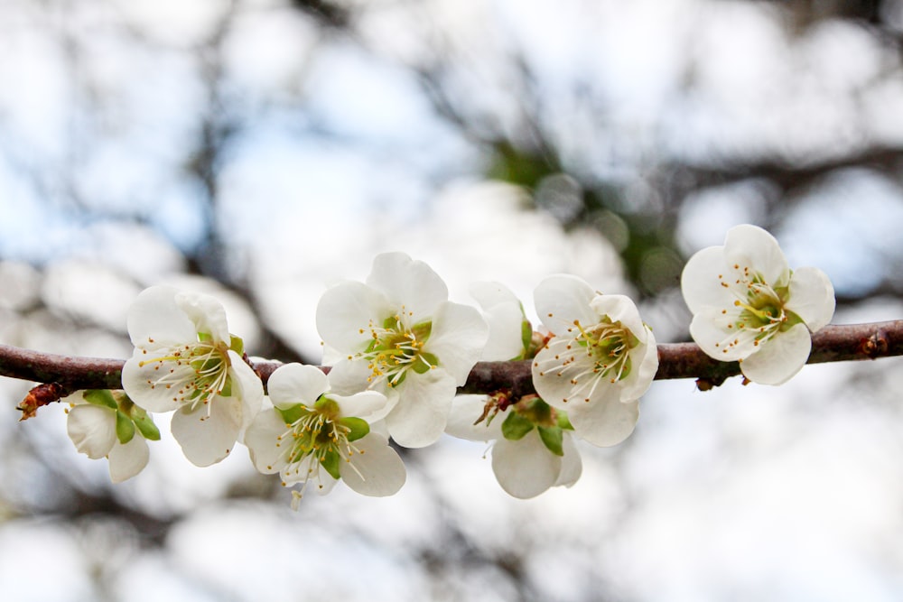 a branch of a tree with white flowers